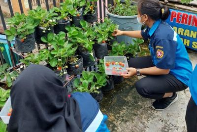 Keren! Di Tengah Padatnya Industri, Anak Muda di Kota Ini Sukses Budidaya Stroberi