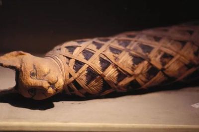 Kucing Jadi hewan Mitologi Romawi Kuno, Satu-satunya Hewan yang Boleh Masuk Kuil