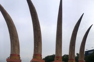 Ada Gading Gajah Purbakala Raksasa Menancap di Alun-Alun Sragen