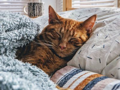Ternyata Ini Alasan Mengapa Kucing Sangat Banyak Tidur, Cat Lover Harus Tahu Ini