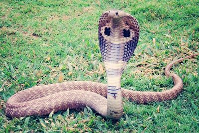 Ternyata King Kobra Garis Keturunan dari Kerajaan 4 Spesies Ular, Pantas Sangat Ganas!