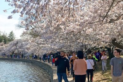 Sakura Mekar di Amerika, Ribuan Warga Padati Tidal Basin sampai Lamaran di Sana!