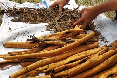 Bangga! Ternyata Indonesia Pemasok Utama Kayu Manis di Eropa dan Amerika