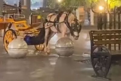 Viral Kuda Delman Dibiarkan Kehujanan di Lokasi Wisata, Sampai Tertunduk Memilukan