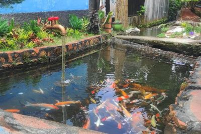 Keren! Dulunya Kotor, Sungai Ini jadi Kolam Jernih Penuh Ikan Raksasa