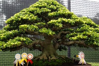 What! Harga Bonsai Ditawar Ratusan Juta tapi Enggan Dijual Pemiliknya, Ini Alasannya