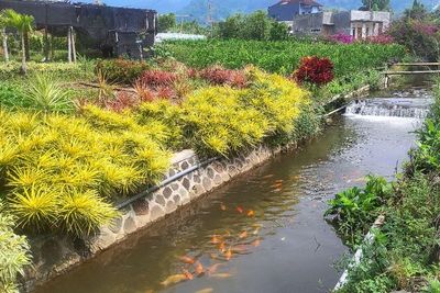 Cantik Banget! Dulunya Tempat Buang Sampah, Selokan di Kota Batu Disulap Jadi Kolam Ikan