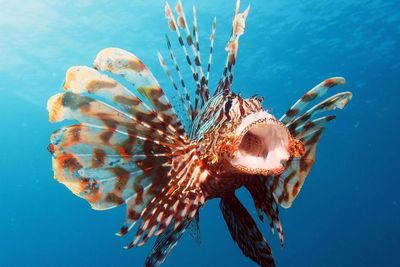 3 Ikan yang Jarang Diketahui dan Paling Berbahaya di Dunia