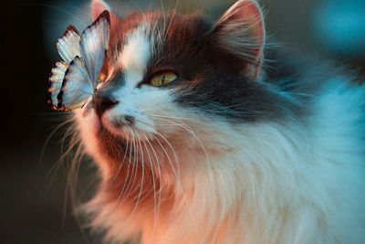 Teruntuk Cat Lover, Apakah Kucing Memang Dapat Menyebabkan Skizofrenia?