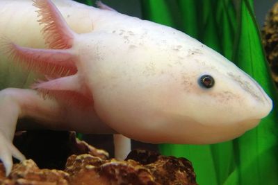 3 Fenomena Evolusi yang Cukup Aneh, Salah Satunya Aposematisme Kupu-kupu