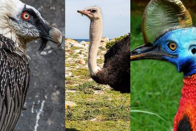 3 Daftar Burung Paling Berbahaya di Dunia, Dianggap Dapat Menyebabkan Kematian