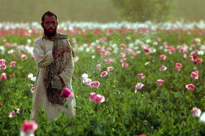 Taliban Larang Budi Daya Opium di Afghanistan, Pelanggar akan Dikenakan Hukum Syariah