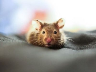 Teknologi Alami: Tikus Gunakan Kumisnya untuk ‘Mendengar’ Dunia