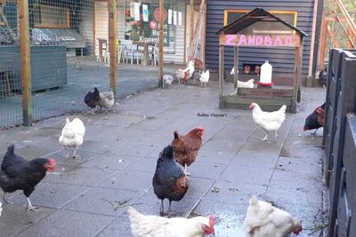 Unik! Di Negara Ini Ada Kandang Ayam di Tengah Kota, Ayamnya Lebih Sehat dan Berkualitas