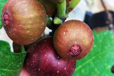 Masya Allah! Tertulis di Al-Qur an, Buah Tin atau Buah Surga Tumbuh Subur di Indonesia