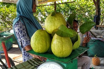 Bukan Jambu Bangkok, Ini Jambu Perawang Jumbo Beratnya Mencapai 1 Kg!