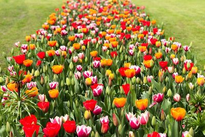 Cantiknya Bunga Tulip Bermekaran di Halaman Kastil Belgia