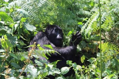 Kasus Covid Global Meningkat, Ini Alasan Gorila Gunung di Uganda Tetap Bisa Selamat