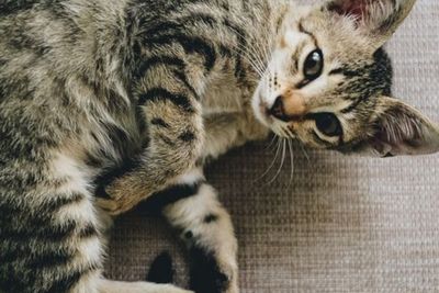 Bukan Sekedar Iseng, Gerakan Ekor Kucing Rupanya Memiliki Makna yang Beragam dan Menarik