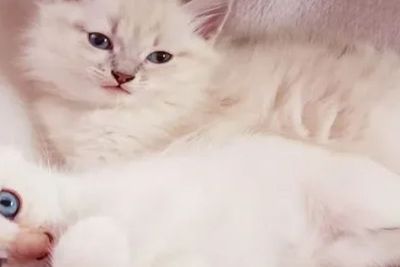 Mengenal 3 Jenis Kucing Anggora Beserta Harganya, Lucu Banget!
