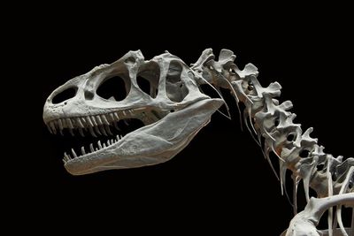Ilmuwan Mengklaim Fosil Kaki Dinosaurus Ini Berasal dari Peristiwa Asteroid Menabrak Bumi
