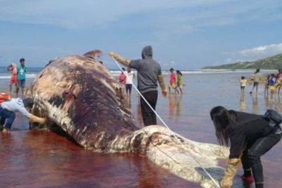 Bangkai Paus Sperma Ditemukan Terdampar dalam Kondisi Membusuk di Pulau Sabu NTT