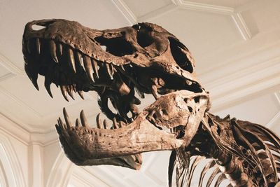 Ilmuwan Berhasil Menemukan Fosil Dinosaurus yang Kulitnya Masih Tertinggal Akibat Asteroid