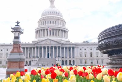 Cantik Banget! Enggak Hanya di Belanda, Bunga Tulip Juga Bermekaran di Amerika