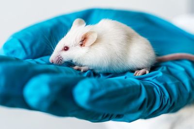 Fakta Ilmiah: Sel Sperma yang Dikembangkan ke Tikus Menunjukkan Perawatan Infertilitas