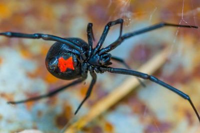 5 Laba-laba Paling Mematikan di Dunia, Salah Satunya Black Widow Spider
