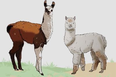 Ini yang #KAMUHARUSTAU Tentang Perbedaan Antara Llama dan Alpacas