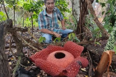 Indahnya Bunga Raflesia yang Mekar Sempurna di Halaman Rumah Warga di Agam, Sumbar