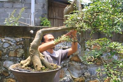 Bikin Konten di YouTube, Pemuda Ini Jualan Bonsai Lumbang Seharga Rp75 Juta!