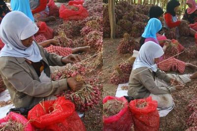 Kisah Pengupas Bawang di Cipayung, Tetap Ikhlas Walau Cuma Dibayar Rp2 Ribu Per Kilogram