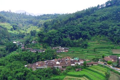 Unik! Dusun Brau, Jumlah Penduduknya Kalah Banyak Dibanding Jumlah Sapinya