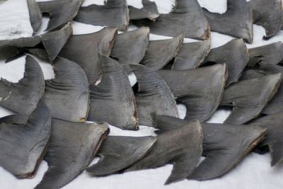 Shark Finning: Aksi Menghilangkan Sirip dari Hiu dan Membuang Sisanya Kembali ke Laut