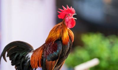 Ternyata Ayam Berkokok Bukan Hanya Penanda Pagi, Masih Ada Pertanda Lainnya