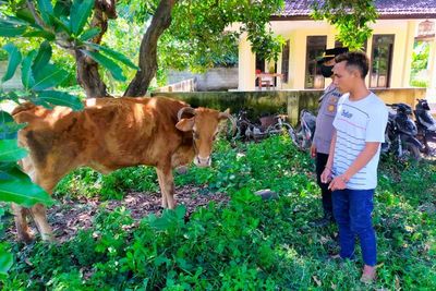 Durhaka! Anak Curi Sapi Orang Tuanya Buat Bayar Judi Online, Auto Lebaran di Penjara