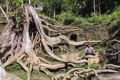 Viral di Ubud, Bali! Wisata Akar Pohon Raksasa Ini Mirip di Kamboja!