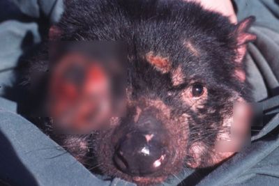 Devil Facial Tumour Disease: Kanker Agresif yang Muncul di Wajah hingga Mulut