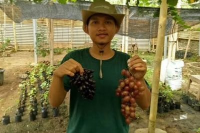Kisah Pria Cilegon Sukses Budidaya Anggur, Bermula dari Nonton YouTube