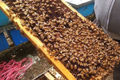Ide Bisnis, Ternak Lebah Madu 20 Hari Sekali Cuan Rp54 Juta! Tertarik Coba?