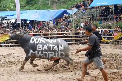 Mapasilaga Tedong, Tradisi Penghapus Duka Kematian yang Menelan Biaya Miliaran!