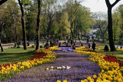 Bukan Belanda, Ini Negara Asal Tulip yang Dulunya Bunga Liar!