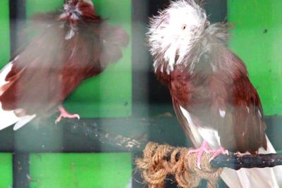Burung Merpati dari Seluruh Dunia Ada di Sini, Pasti Belum Pernah Kamu Tahu!