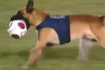 Detik-detik Penyusup Berbulu Ganggu Pertandingan di Brazil, Curi Bola dengan Moncongnya