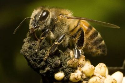 Africanized Bee, Spesies yang Dikenal Sebagai Lebah Pembunuh yang Mengilhami Film Horor