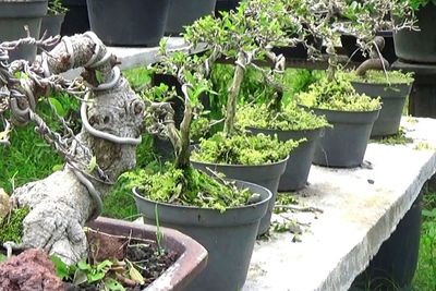 Mengenal Bonsai, Seni Hortikultura Asal Tiongkok Kuno yang Sudah Berusia Seribu Tahun