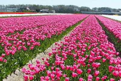 Bak Lukisan Nyata, Hamparan Bunga Tulip Bermekaran di Belanda