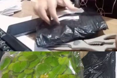 Waduh, Beli Merchandise Kpop Justru yang Datang Daun Satu Plastik!